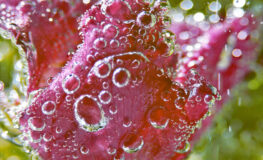 017 -  rose die atmet